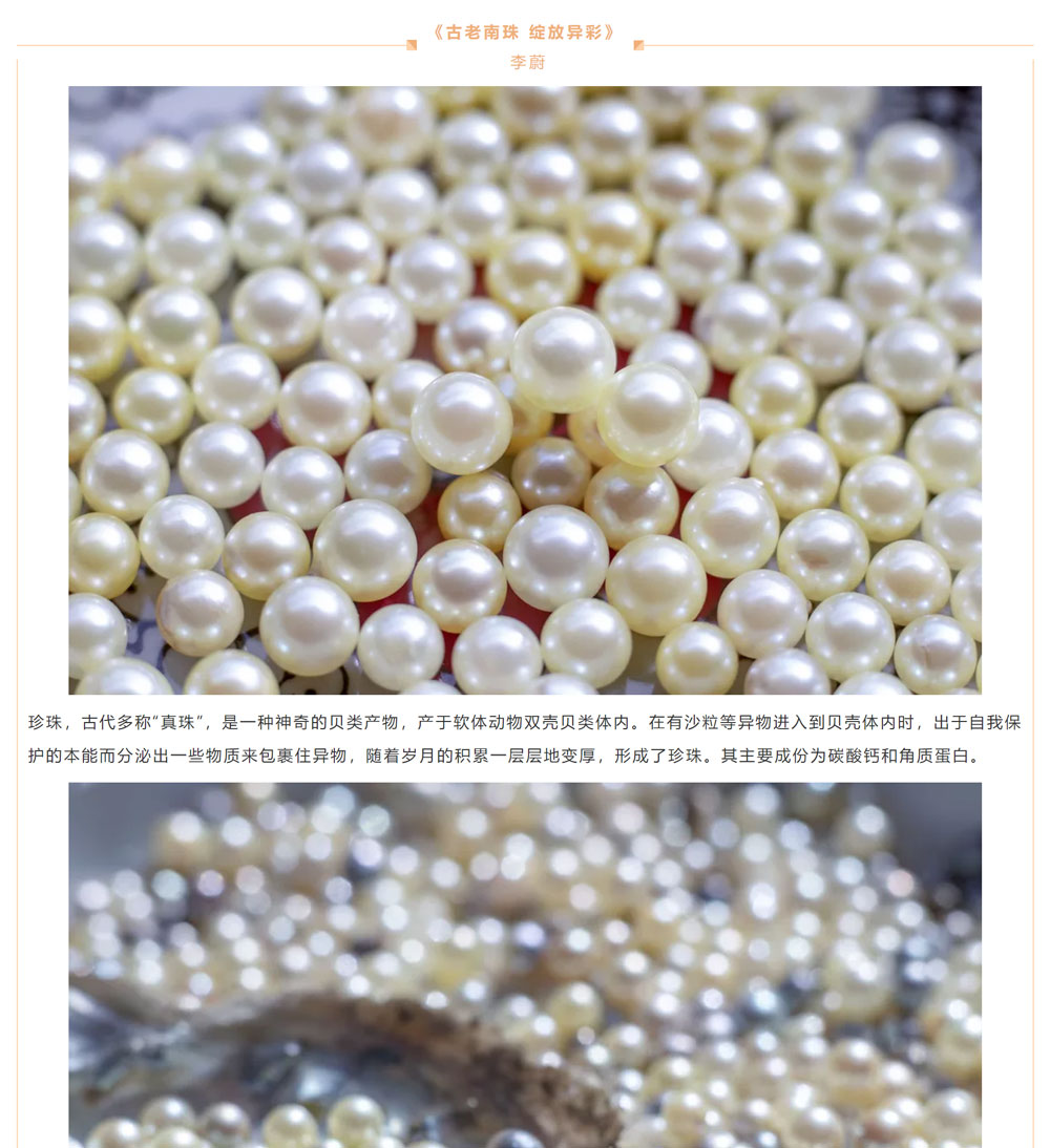 古老南珠，綻放異彩